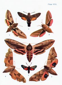 Different types of moths, illustration from the book Butterflies, Moths and Other Insects and Creatures of the Countryside, published 1927